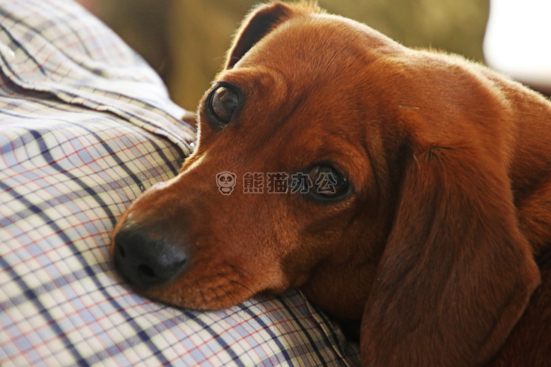 动物 棕色的 犬
