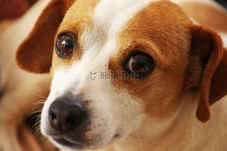 动物 棕色的 犬