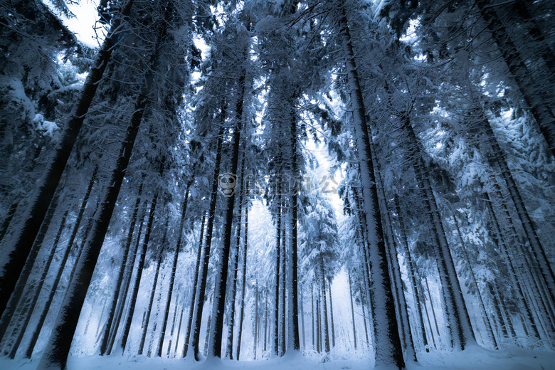 寒冷的 环境 森林