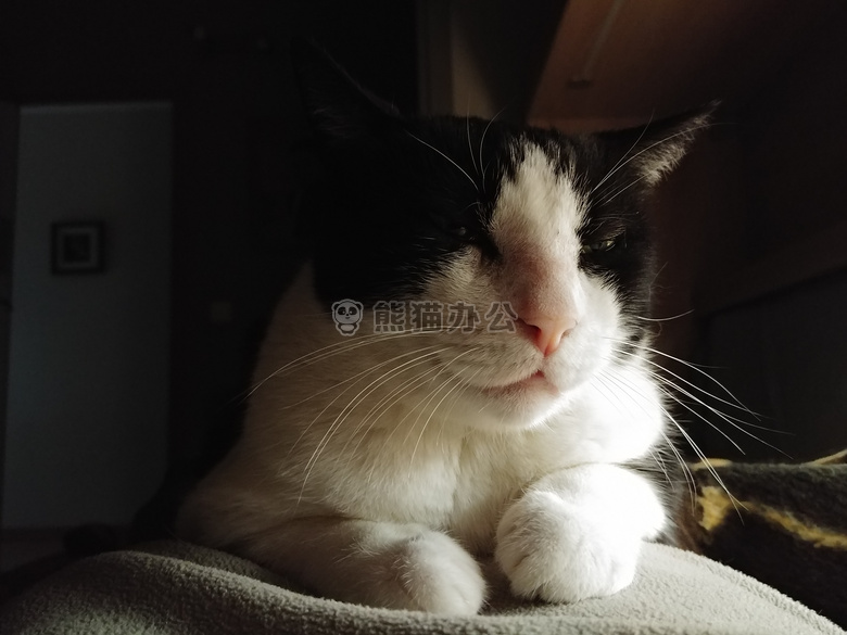 动物摄影模糊jpg格式图片下载_熊猫办公