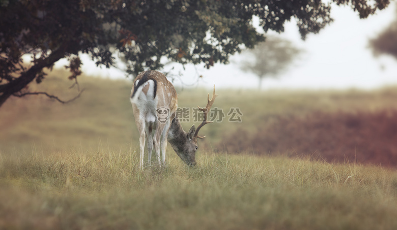 动物 摄影 鹿茸