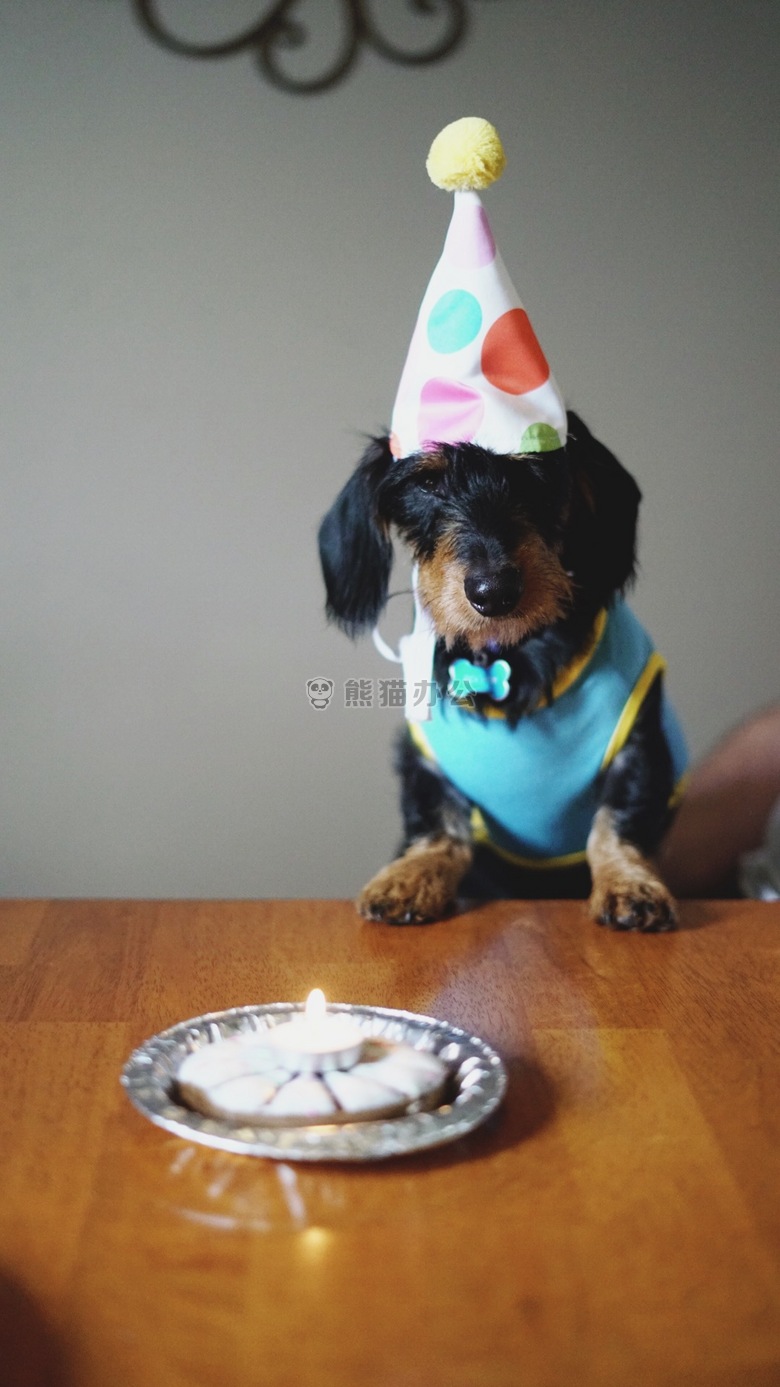 可爱极了 动物 生日