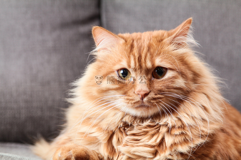 可爱极了 动物 猫