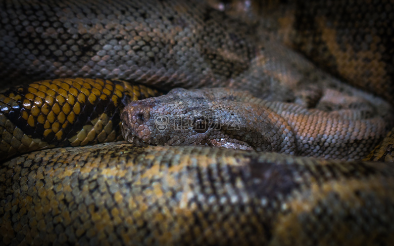 动物 生物学 特写