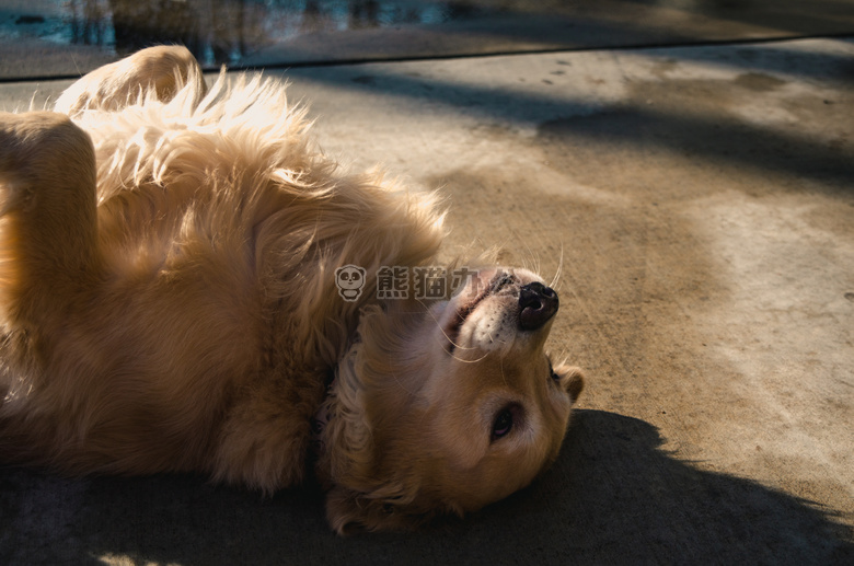 可爱极了 动物 犬