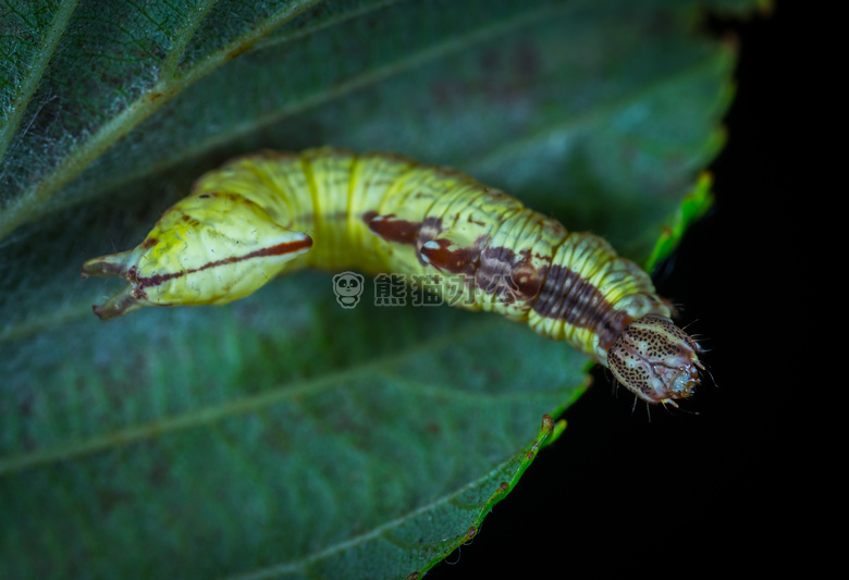 动物 生物学 黑色