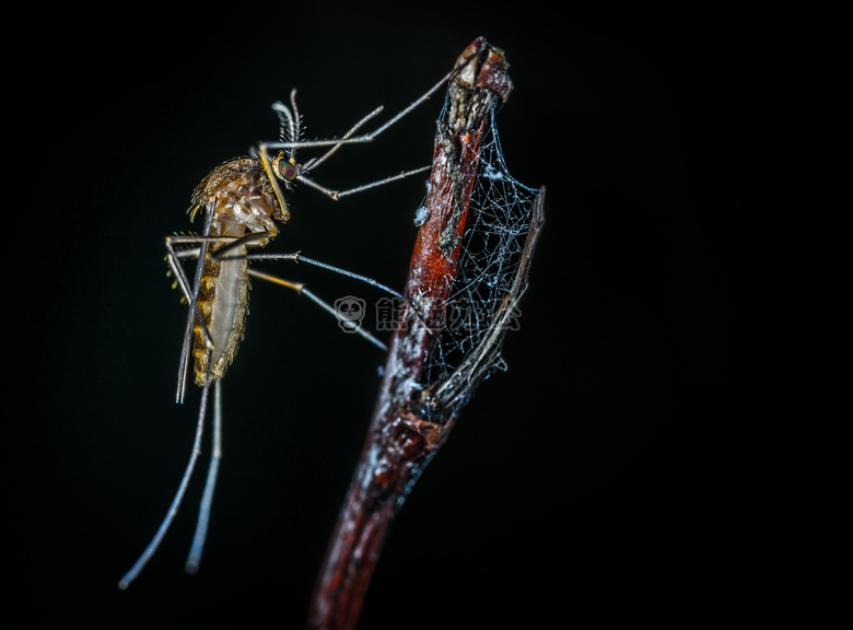 动物 天线 生物学