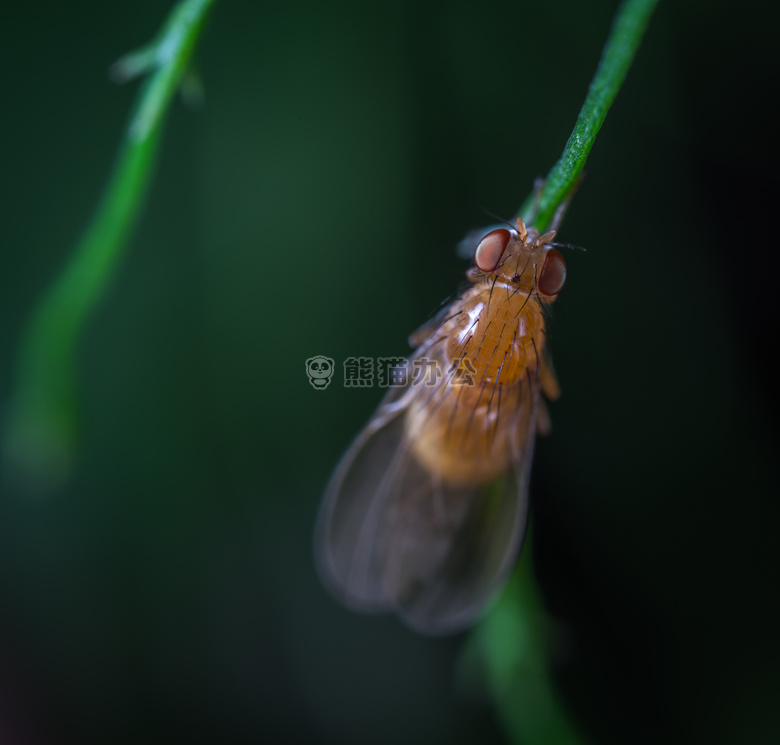 动物 天线 生物学