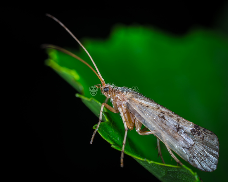 动物 天线 生物学