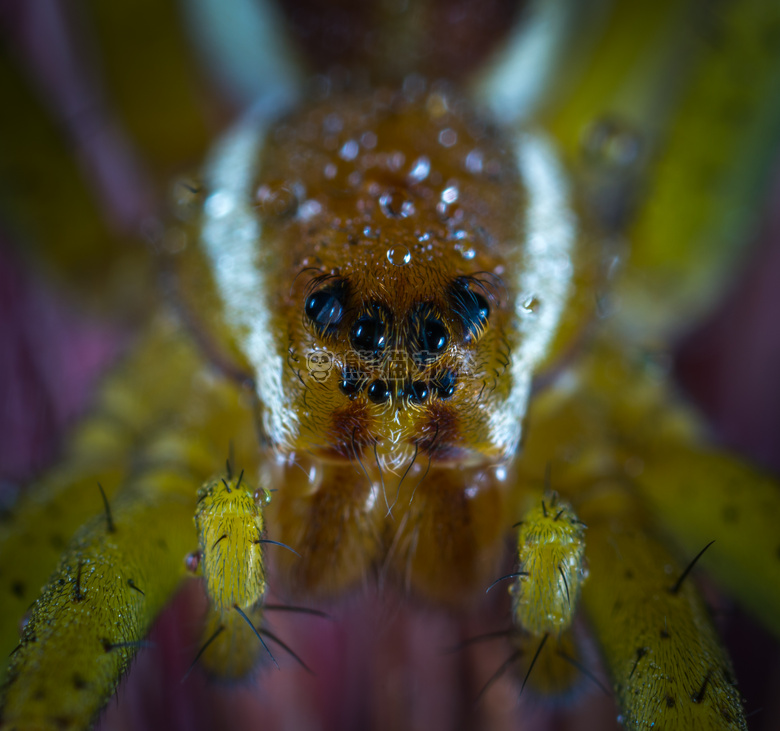 动物 蜘蛛 生物学