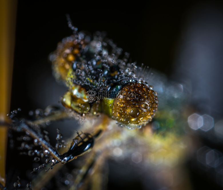 动物 生物学 模糊