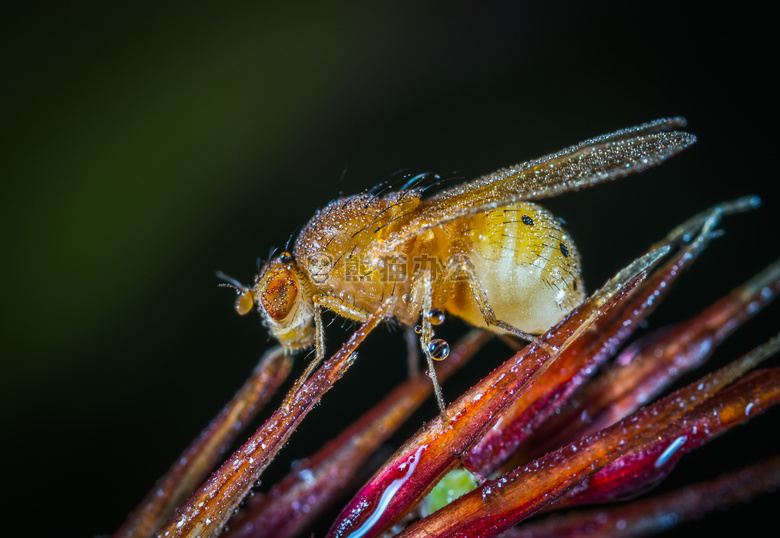 动物 天线 生物学