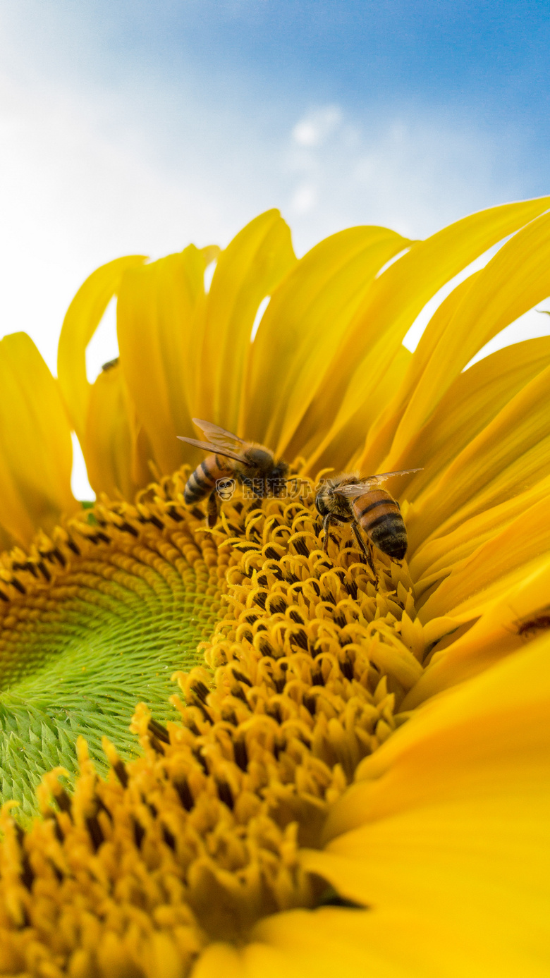 美丽的 蜜蜂 开花