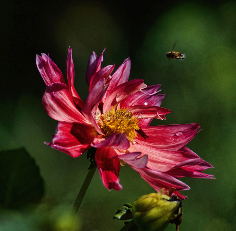 蜜蜂 开花 大丽花