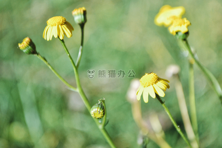 开花 植物区系 花