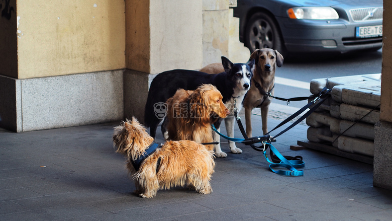 动物 犬 汽车