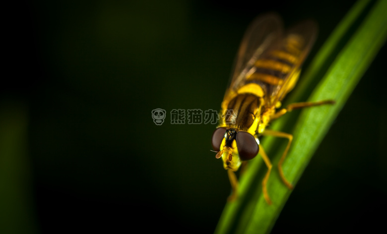 动物 天线 生物学