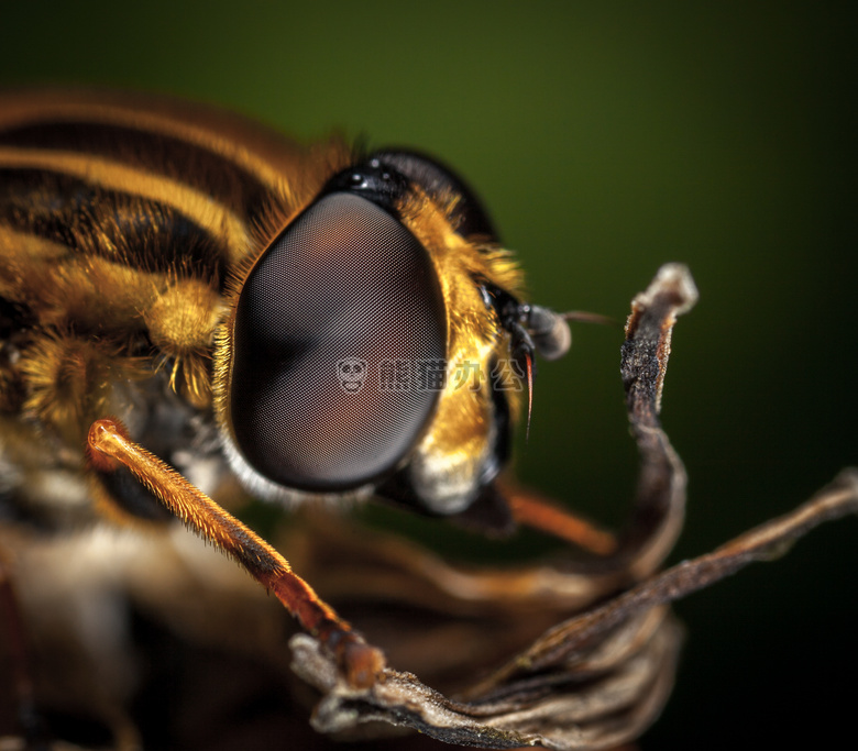 动物 天线 蜜蜂