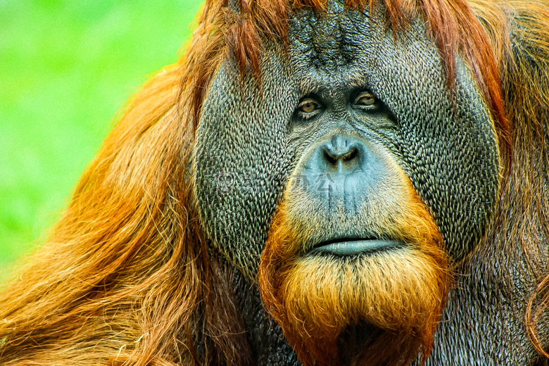 动物 摄影 肖像