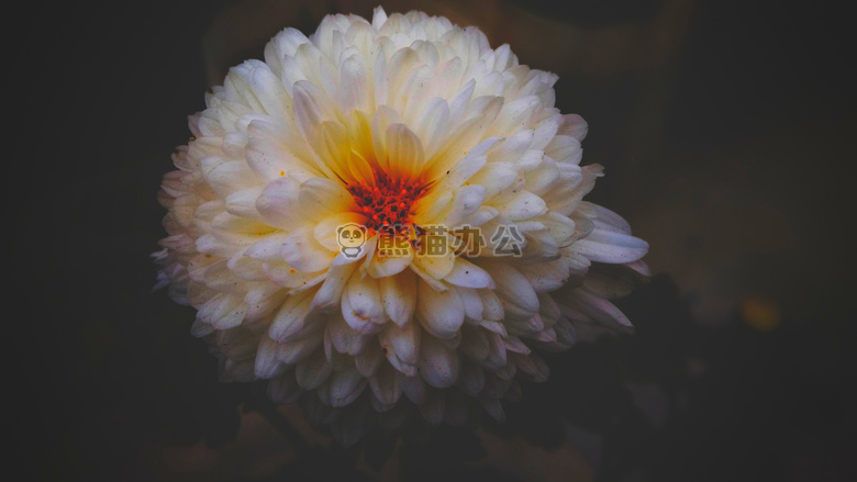 美丽的 花 黑色