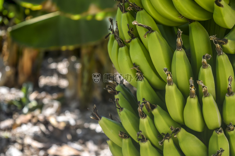 农业 香蕉 树