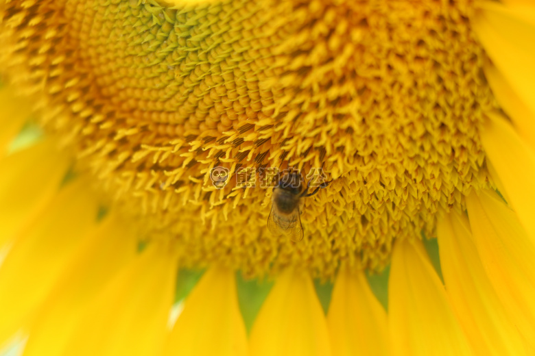 动物 蜜蜂 开花