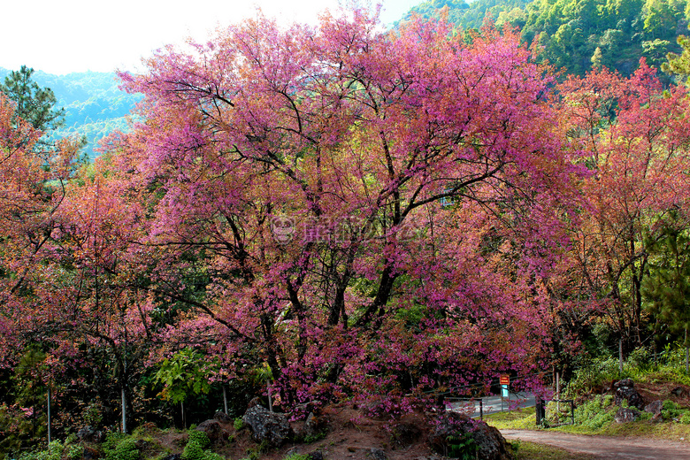 分支 蒋介石 市场关注度指数