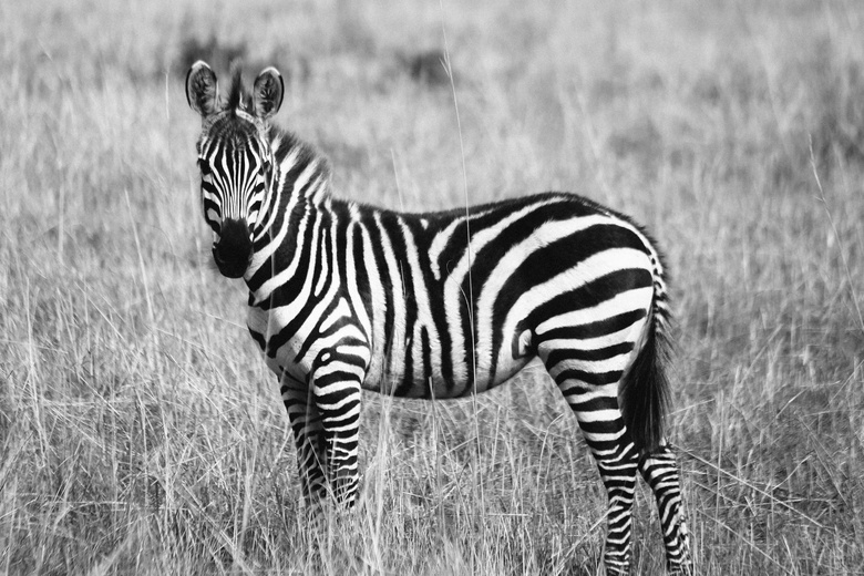 非洲 动物 摄影 
