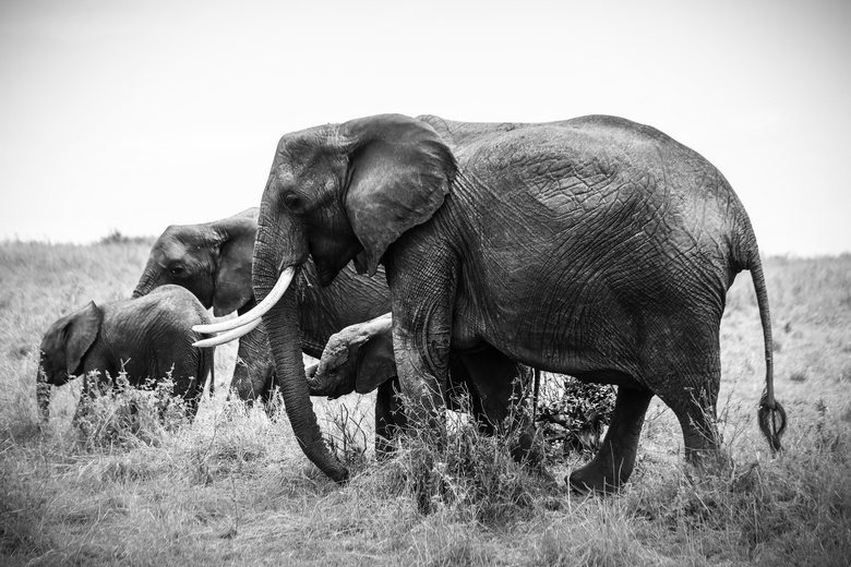 冒险 非洲 大象 