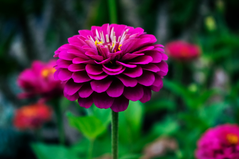 开花 特写 大丽花 