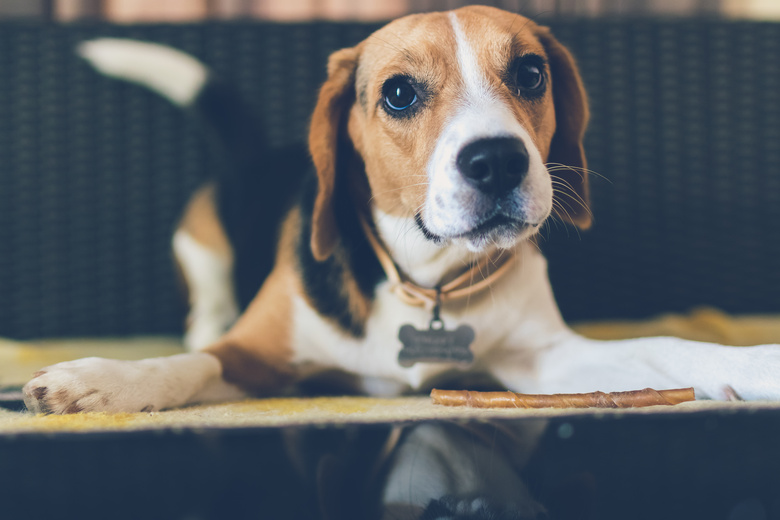 动物 比格犬 犬 