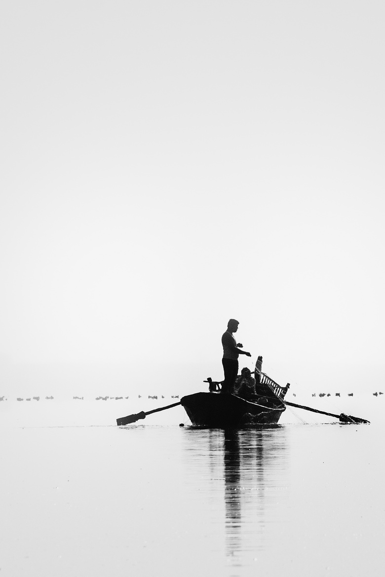 成人 背光 海湾 