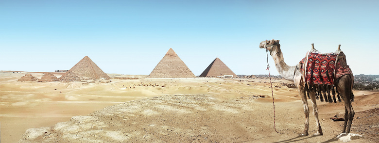 古代的 建筑学 骆驼 