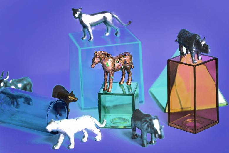 动物 背景 盒 
