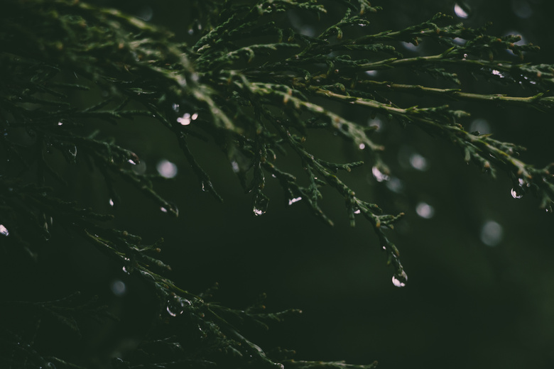 清洁的 特写 黎明 