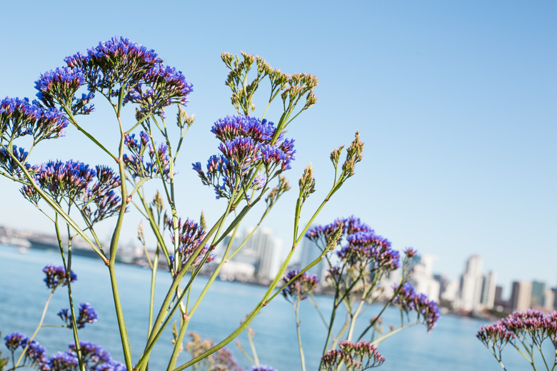 海湾 开花 绽放 