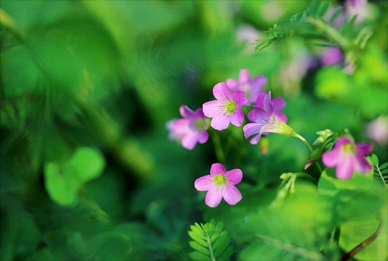 开花 绽放 变模糊 