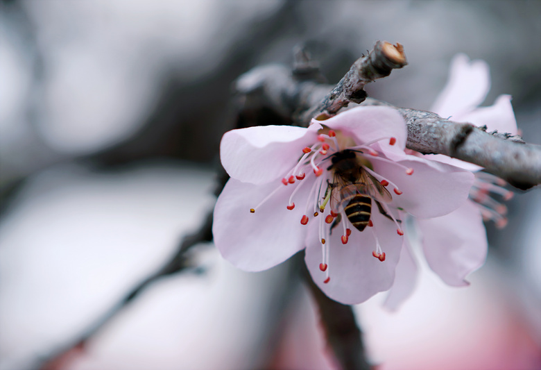 蜜蜂 开花 绽放 