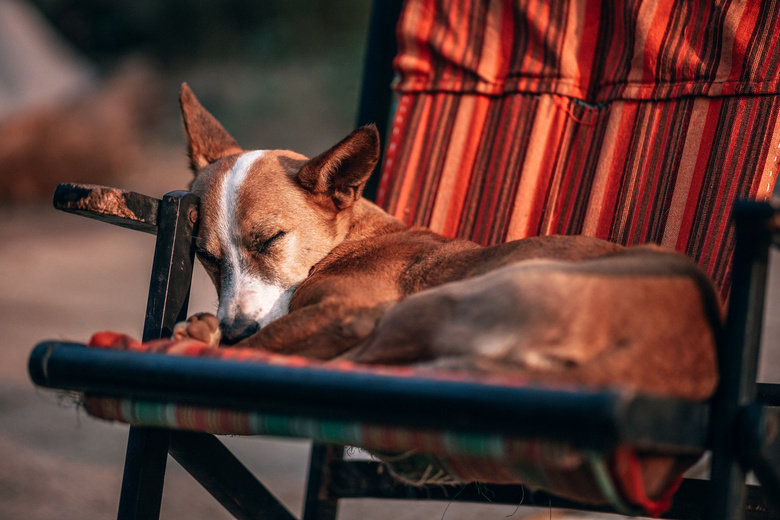 动物背景犬jpg格式图片下载 6000 4000像素 熊猫办公