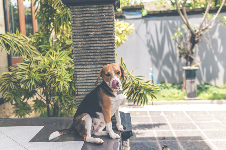 可爱极了 动物 比格犬 