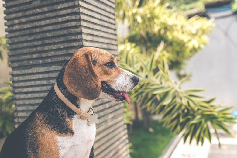 动物 背景 比格犬 