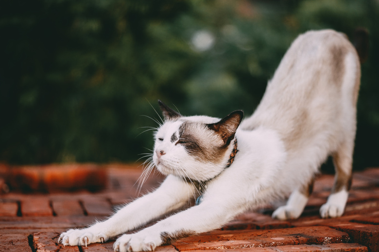 可爱极了 动物 猫 