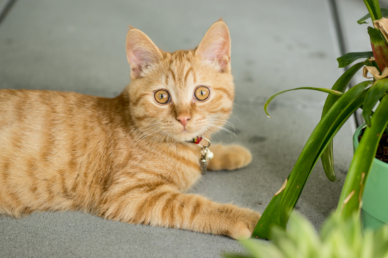 动物 猫 面对 