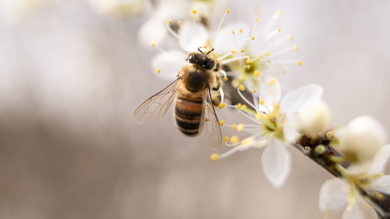 蜜蜂 大黄蜂 植物区系 