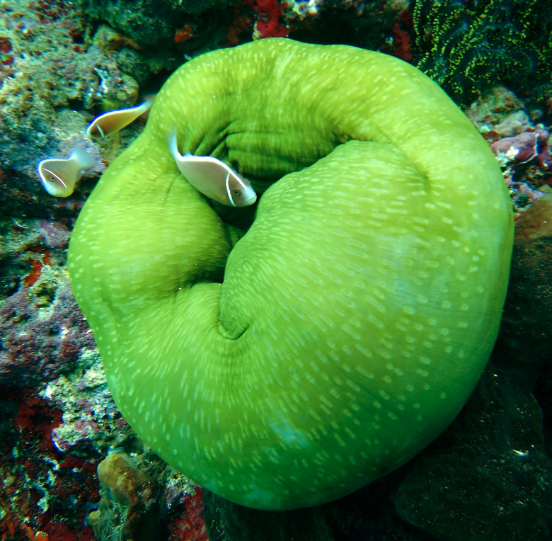 动物 水族馆 水生 