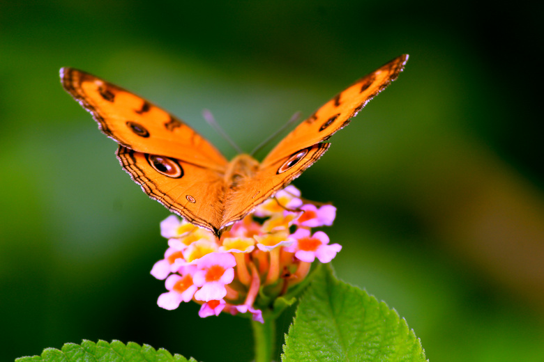 美丽的 明亮的 蝴蝶 