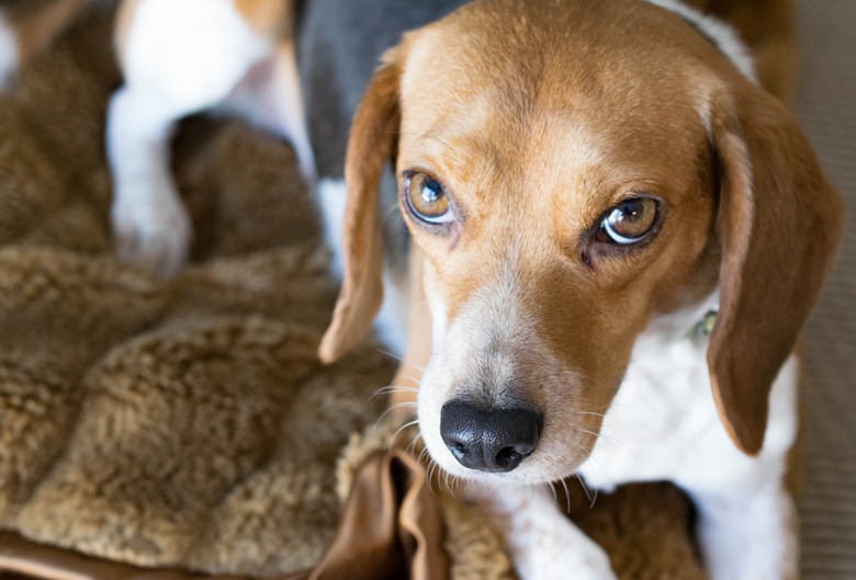 可爱极了 动物 比格犬 