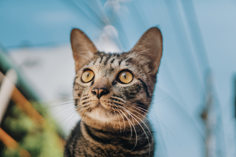 可爱极了 动物 猫 