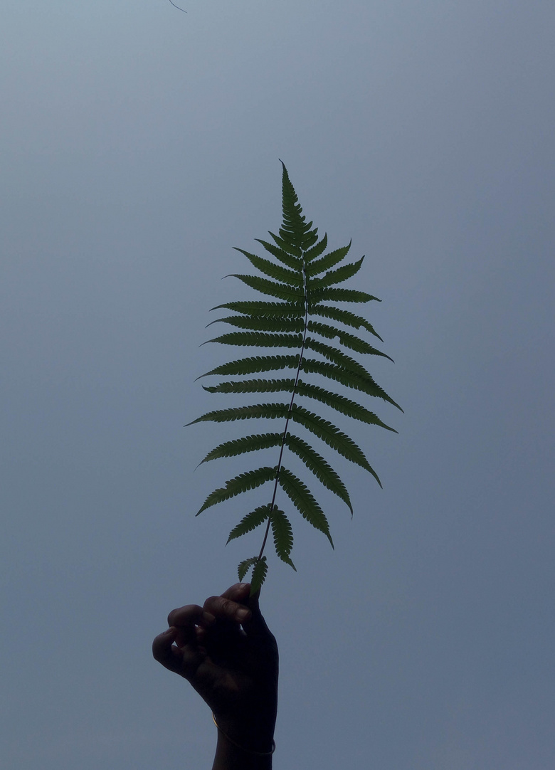 特写日光蕨类植物jpg格式图片下载 熊猫办公