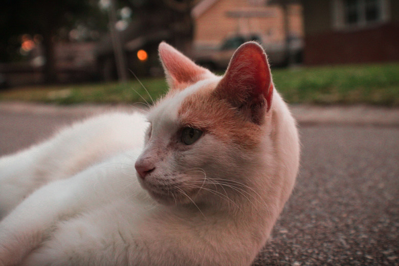 可爱极了 动物 猫 